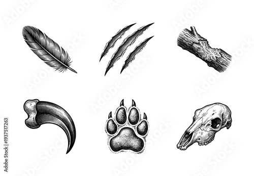 Set of vintage wildlife and wilderness elements featuring animal skull, paw print, feather, and claw marks in engraved woodcut style.