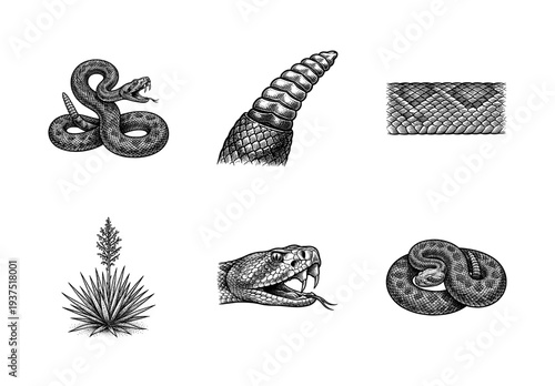 Vintage rattlesnake illustration set featuring detailed engraving of a desert viper, fangs, rattle tail, scales, and yucca plant