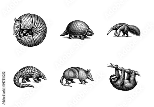 Vintage engraving style collection of xenarthran and armored animals including armadillos, giant anteater, pangolin, and sloth on a white background