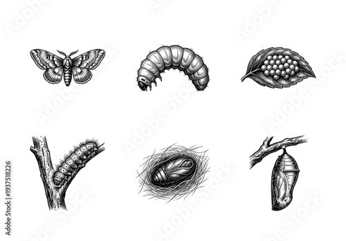 Vintage engraving style set of moth and butterfly life cycle stages including eggs caterpillar pupa and cocoon