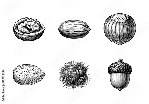 Vintage engraving style collection of various nuts and seeds featuring walnut, pecan, hazelnut, almond, chestnut, and acorn on a white background.