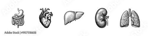 Set of human internal organs in vintage woodcut style including stomach, heart, liver, kidney, and lungs isolated on white