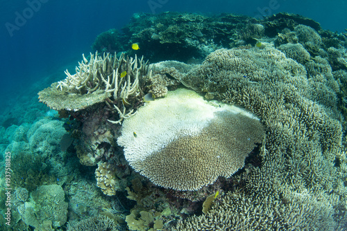 Fotografia A slowly dying table coral is infected with a disease in Fiji