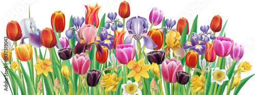 Realistic spring flowers vector collection with tulip iris and daffodil botanical elements isolated for editable floral compositions and decorative design