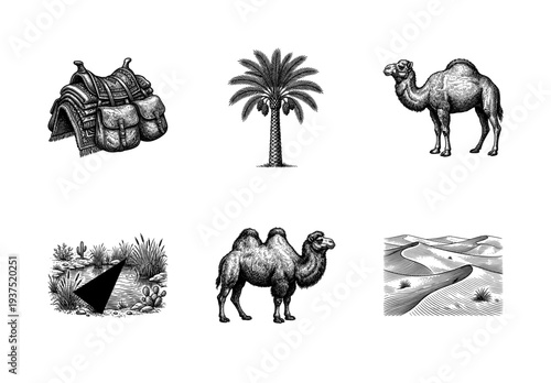 Vintage desert life collection featuring engraved illustrations of camels, palm tree, oasis, sand dunes, and traditional saddle.