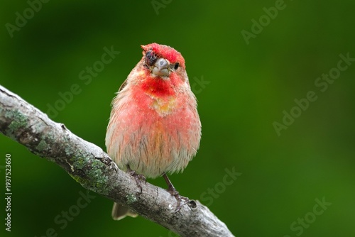 Принти на полотні House finch with feeder conjunctivitis