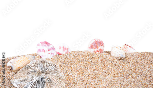 seashell on sand isolated on white background