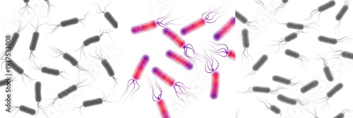 Photos Salmonella enterica bacteria isolated on white background, salmonella bacterium