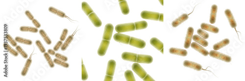 Foto Escherichia coli bacteria isolated on white background, E