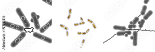 Schilderij op canvas Clostridium botulinum bacteria isolated on white background, clostridium botulin