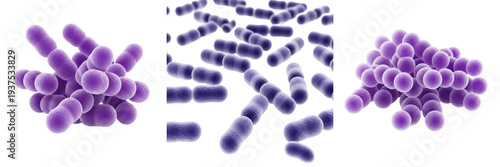 Photos Streptococcus pyogenes bacteria isolated on white background, streptococcus pyog