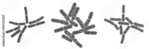 Bild auf Leinwand Corynebacterium diphtheriae bacteria isolated on white background, Corynebacteri