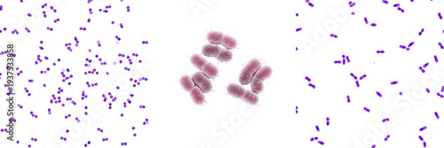 Bordetella pertussis bacteria isolated on white background, Bordetella pertussis gram negative coccobacillus bacterium, whooping cough pathogen microorganism studied in clinical microbiology laborator