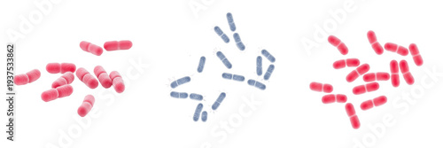 Photos Shigella flexneri bacteria isolated on white background, Shigella flexneri gram