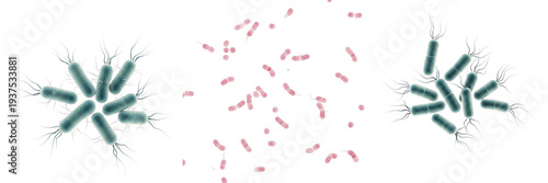 Obraz na płótnie Legionella pneumophila bacteria isolated on white background, Legionella pneumop