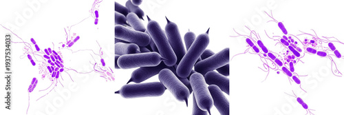 Bilde på lerret Fusobacterium nucleatum bacteria isolated on white background, Fusobacterium nuc