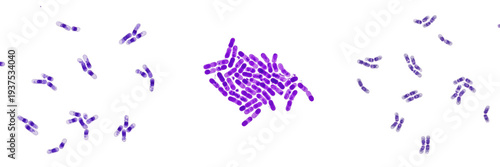 Tableau sur toile Eubacterium limosum bacteria isolated on white background, Eubacterium limosum a