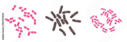 Photography Bacteroides thetaiotaomicron bacteria isolated on white background, gram negativ
