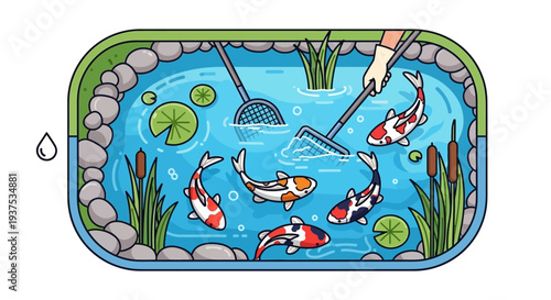 Koi pond cleaning with nets
