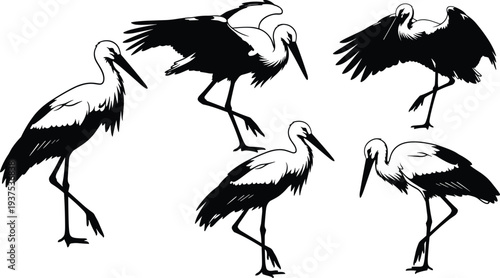 Collection of black and white stork silhouettes in various natural poses including standing on one leg, walking, and spreading wings vector illustration set.