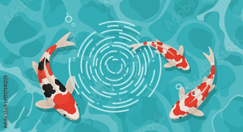 Koi fish swimming in a pond, top view