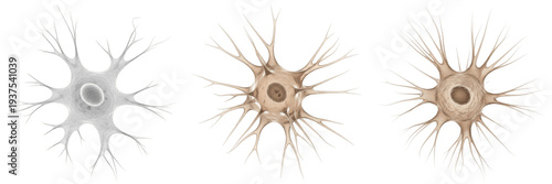 Konstfotografi Dendritic cell isolated on white background, antigen-presenting cell, 樹状細胞 (Jujō