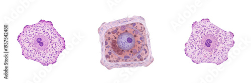 Φωτογραφία Hepatocyte isolated on white background, liver cell, 肝細胞 (Kan Saibō), Hepatozyt,