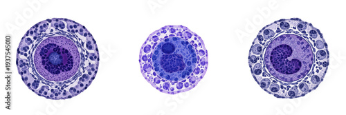 Photos Erythroblast isolated on white background, immature red blood cell, 赤芽球 (Aka Gak