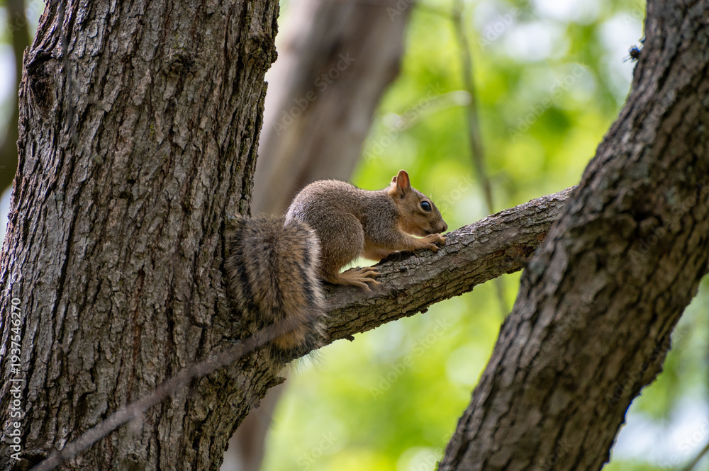 Fototapeta premium squirrel on a tree