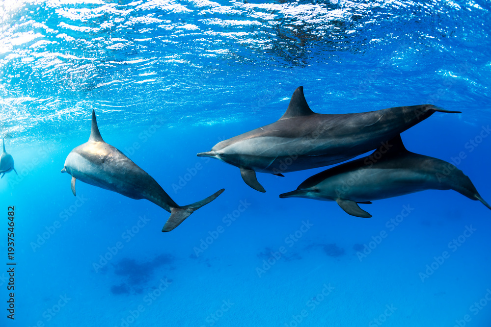 Fototapeta premium Large pod of spinner dolphins swimming in the crystal clear water of the Red Sea, Egypt, creating a peaceful underwater marine wildlife scene.