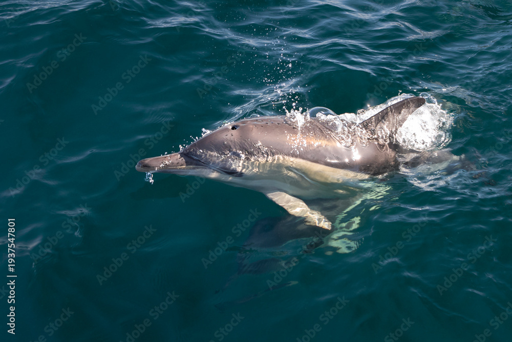Obraz premium Pod of common dolphins swimming just below the calm glassy ocean surface off the east coast of Australia, their shapes visible through the clear water.