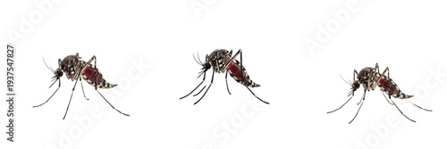 Foto Mosquito isolated on white background, side profile, human parasite, blood-sucki