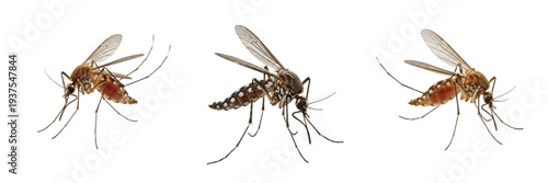 Canvastavla Female mosquito Culicidae isolated on white background, blood-feeding pose, huma