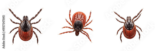 Photos Deer tick Ixodes scapularis isolated on white background, human parasite, blood-
