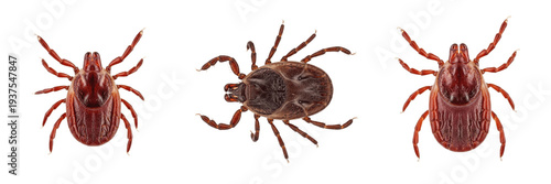 Tableau sur toile Tick isolated on white background, top-down macro, human parasite, Ixodidae spec