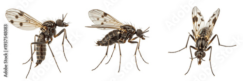 Tableau sur toile Human biting midge Culicoides isolated on white background, close-up macro photo