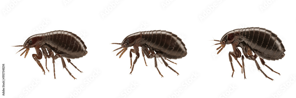 Obraz premium Flea Siphonaptera adult isolated on white background, realistic macro photography, human- and pet-associated parasite, insect extreme detail, blood-feeding flea, close-up, Siphonaptera species