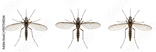 Schilderij op canvas Mosquito Culicidae top view isolated on white background, detailed wings, human-