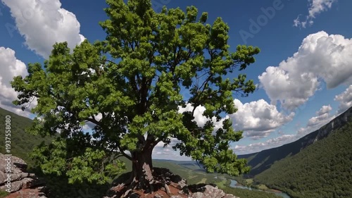 Majestic tree stands tall over lush valley and winding river in serene landscape under bright clouds