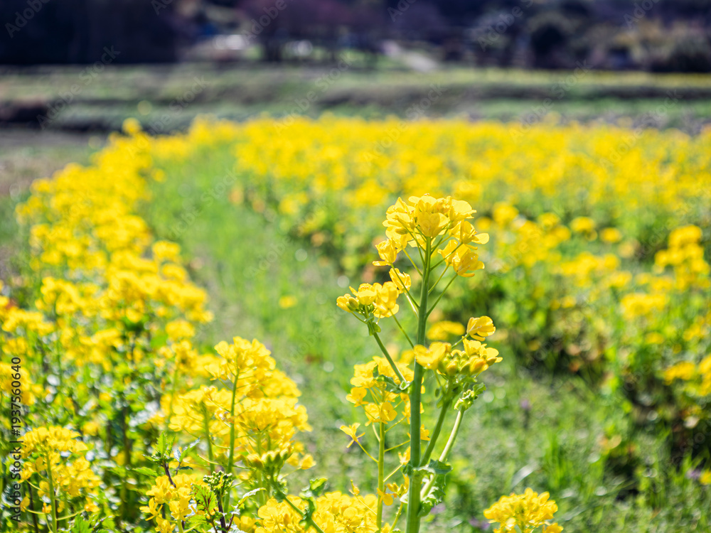 Obraz premium 春風に揺れる菜の花畑