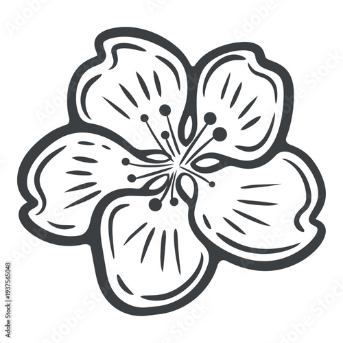 Peach bloom, one flower, black and white illustration, engraving isolated