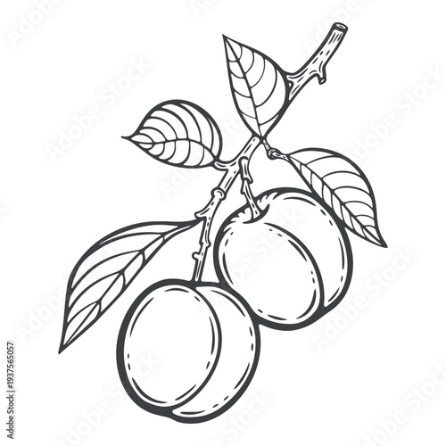Peach branch, two fruits, with leaves, black and white illustration, engraving isolated