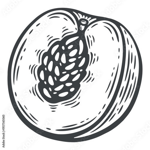 Peach half, side view, with stone, black and white illustration, engraving isolated