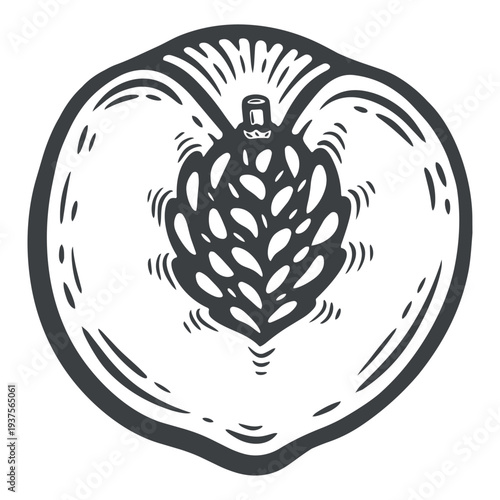 Peach half, front view, with stone, black and white illustration, engraving isolated