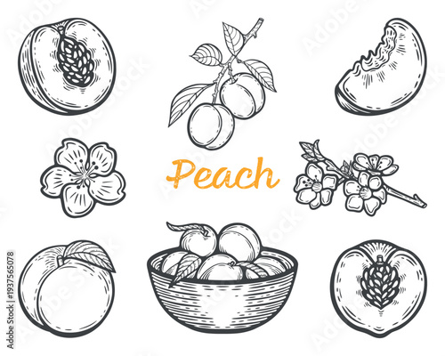Peach set, whole, half, quarter, branch, blossom, with stone, leaves and in a bowl, ripe fruit collection, black and white illustration, engraving isolated