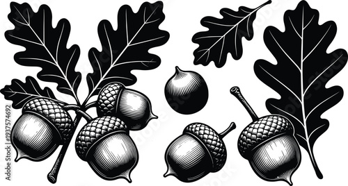 Oak leaves and acorns vintage engraving style illustration, detailed black botanical artwork isolated on white background for nature design, autumn decor, and woodland themes