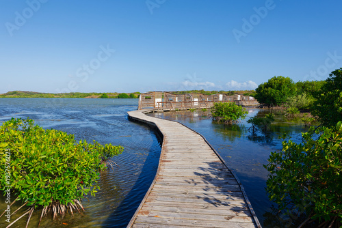 Wallpaper Mural The footbridge of the bird observatory surrounded by mangroves trees in the Salines pond (Etang des Salines) (Sainte-Marie, Martinique, France) Torontodigital.ca