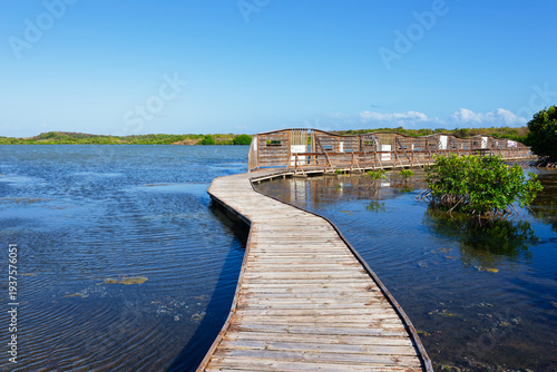 Wallpaper Mural The footbridge of the bird observatory surrounded by mangroves trees in the Salines pond (Etang des Salines) (Sainte-Marie, Martinique, France) Torontodigital.ca
