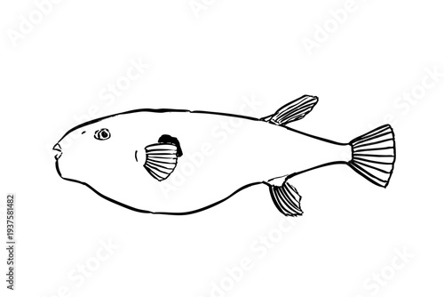 Japanese pufferfish line drawing vector illustration
