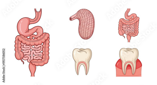 Digestive System Organs and Teeth Illustration